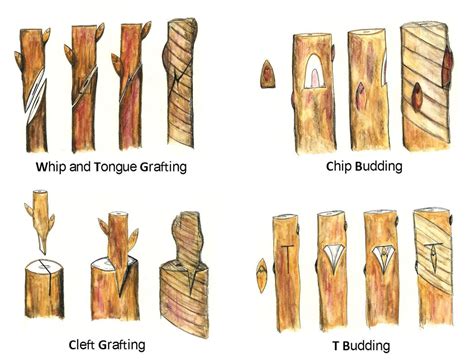 different types of grafting images